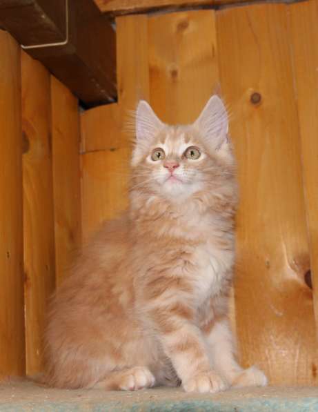 Рыжие Мейн куны в фото 12