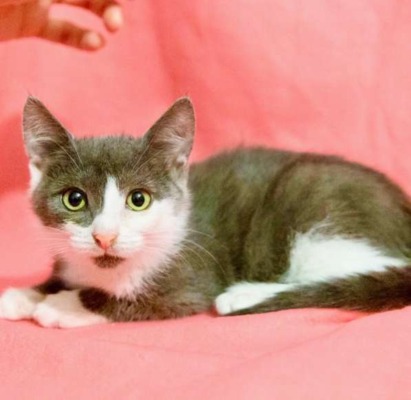 Котенок Мушка ищет дом в Москве