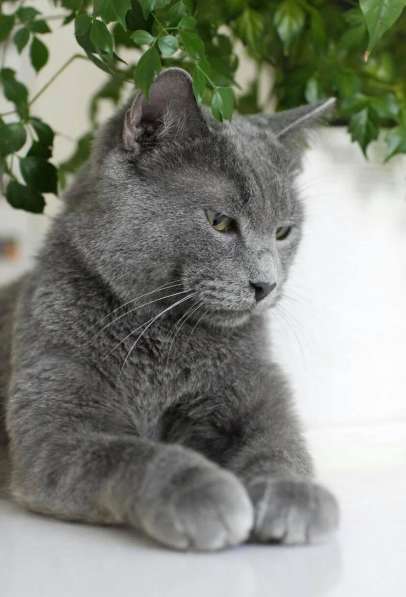 Красавец кот серо-голубого окраса в добрые руки в Москве фото 4