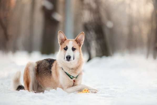 Молодой красавец Пряник ищет дом в Москве фото 8