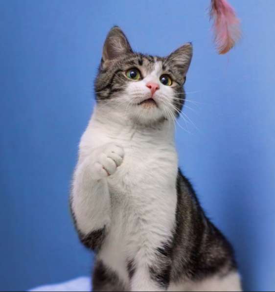 Котенок в добрые руки. Тошка-добрая душа в Москве фото 16