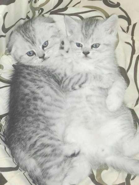 Клубные котята для тех, кто ценит качество в 