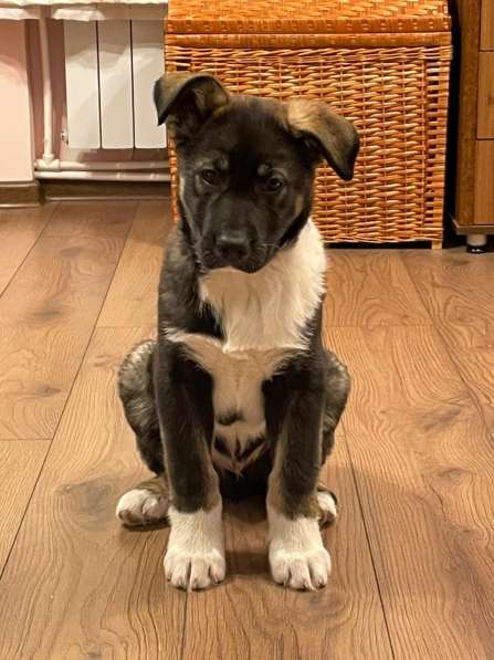 Маленький, но уже очень умный щенок в Санкт-Петербурге фото 4