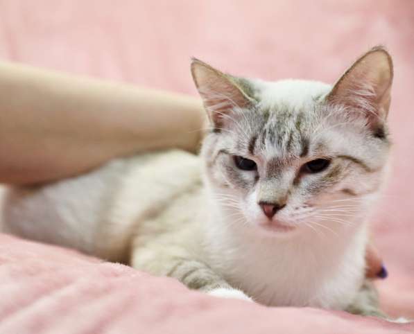 Тайский котенок-подросток Маффин ищет дом в Москве фото 3