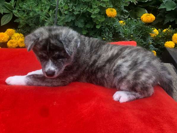 AKITA INU в фото 12