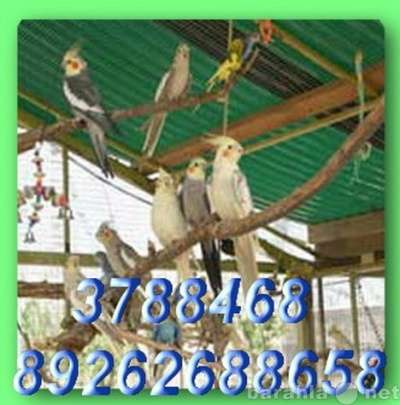 Кореллы разных расцветок, ручные птенцы. Москва в Москве фото 3