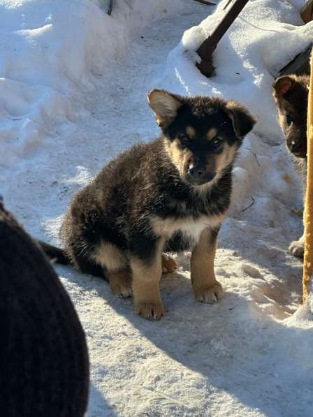 Щенки в добрые руки в Искитиме фото 5