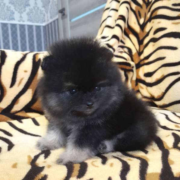 Pomeranian spitz. Black tan boy в 