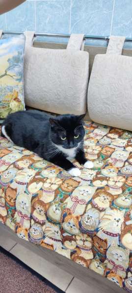 Кошечка Ромашка в добрые руки в Москве фото 5