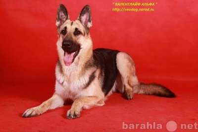 Восточно-европейская овчарка щенки вео в Москве фото 12