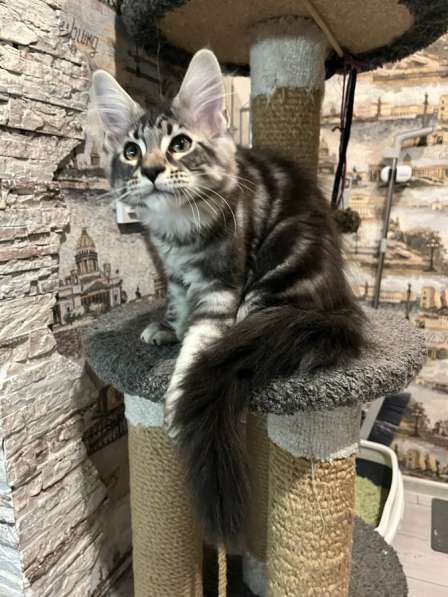 Котенок Мейн-кун с документами