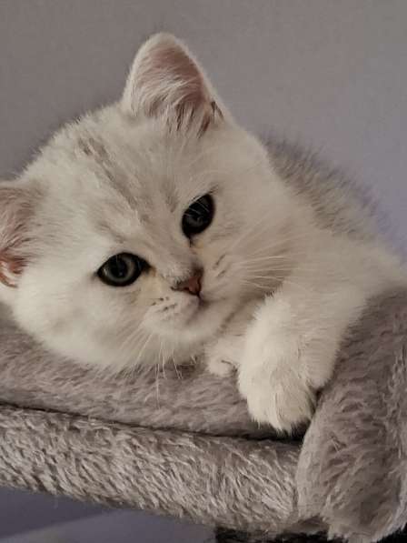 Британские котята в фото 16