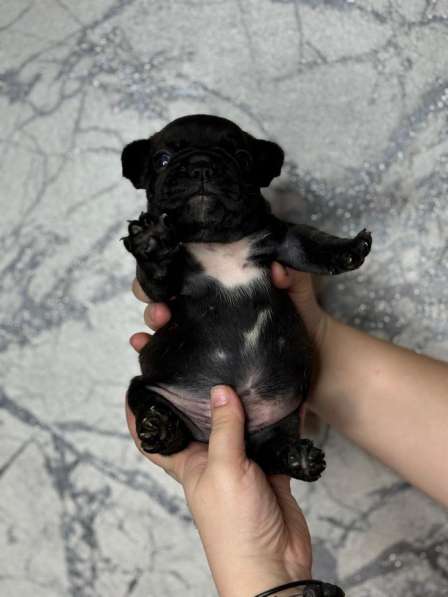 Французское счастье! в Екатеринбурге фото 5