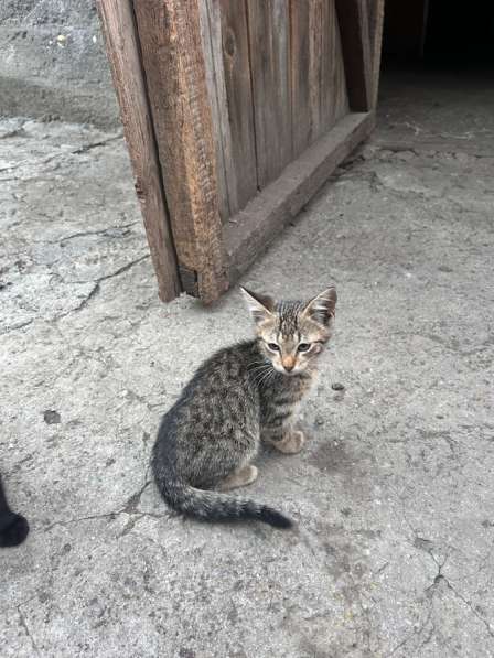 Отдам котят бесплатно в Владикавказе