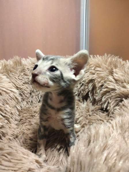 Котята породы Корниш-рекс редких окрасов в Астрахани фото 6