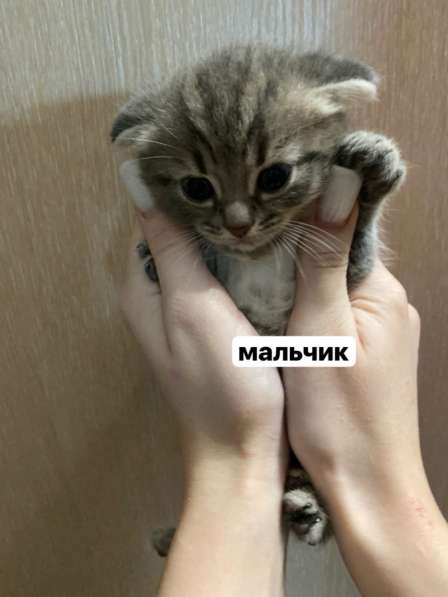 Котята в хорошие руки в Кемерове фото 4