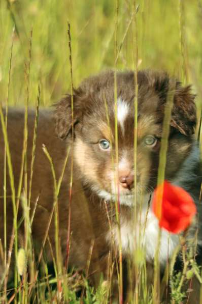 Щенок Miniature American Shepherd (MAS) - кобель