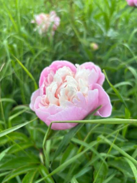 Пионы, количество ограничено