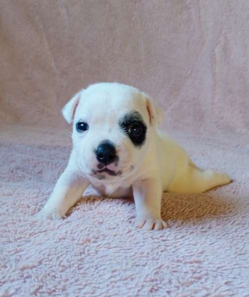 Щенки стаффи в Санкт-Петербурге фото 4