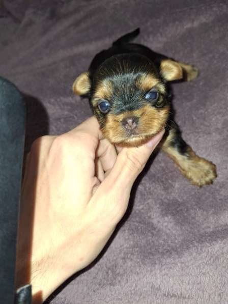 Чистокровные щенки Йоркширского Терьера в фото 7