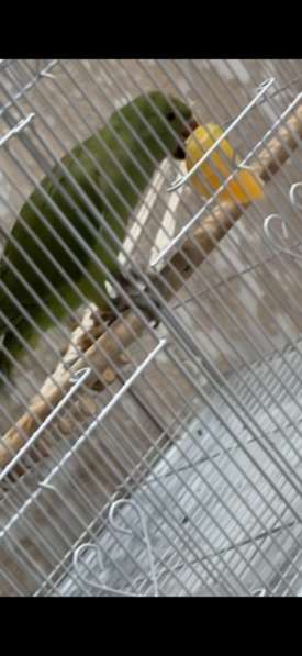 Ожереловый попугай в Перми