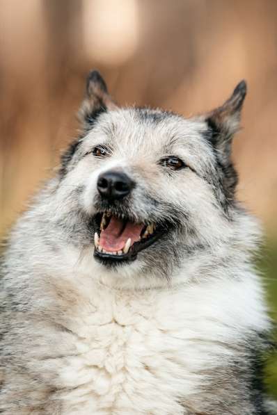 Общительная и добродушная бородатая дама Софа в Москве фото 5