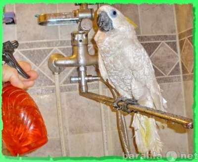 Попугаи Жако, Ара, Какаду, Амазоны и др. в Москве