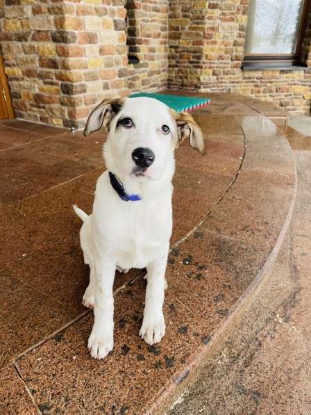 Белый щенок Серкан в добрые руки в Москве фото 11