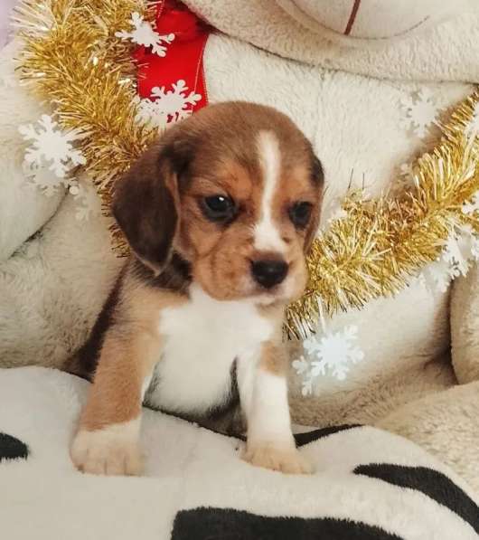 Бигль в Уссурийске фото 4