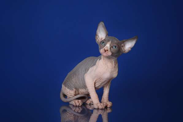 Роскошные из питомника котята Эльф, Бамбино, сфинкс в Ижевске фото 9