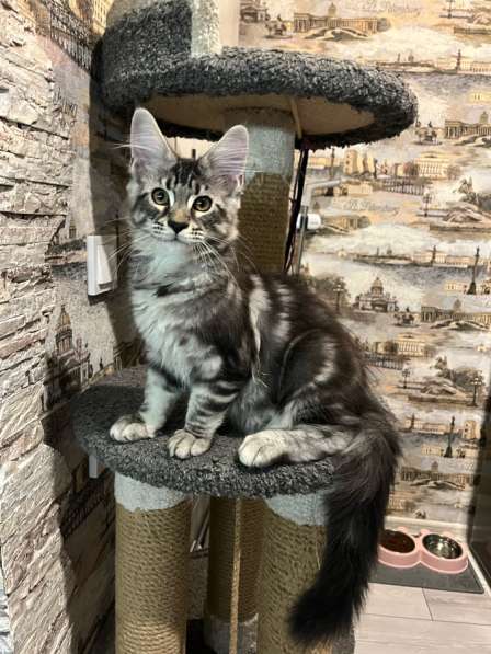 Котенок Мейн-кун с документами в Новосибирске фото 6