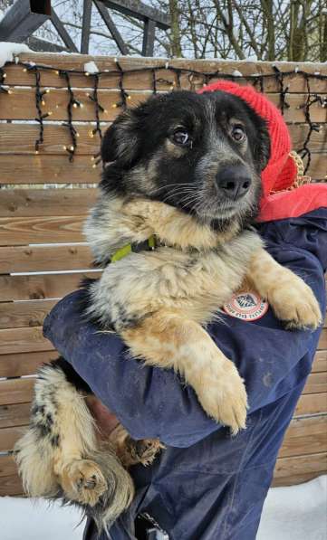 Небольшая деловая собачка в Санкт-Петербурге фото 3