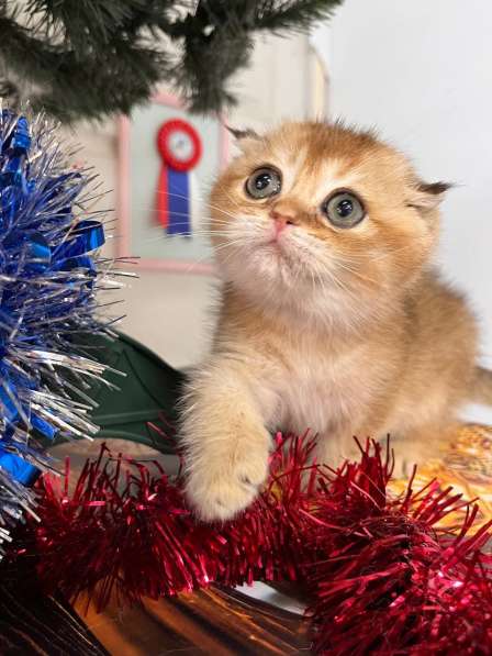 Шотландская золотая шиншила вислоухая в Новороссийске фото 5