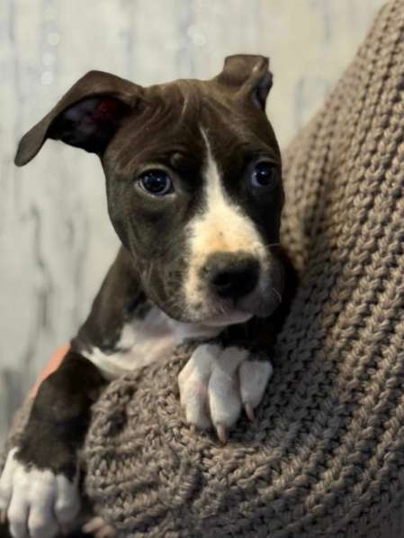 Голубая девочка Амстаффтерьера в Москве фото 8