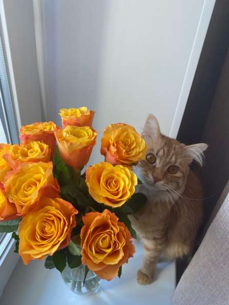 Отдам котика