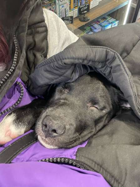 Отдам милую девлчку в Ростове-на-Дону