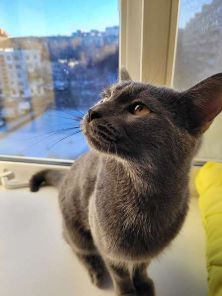 Ищет дом молодой общительный кот Бруно в Санкт-Петербурге