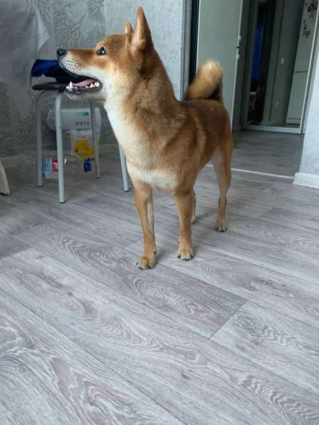 Вязка Сиба-Ину кобель в Орехово-Зуево фото 4