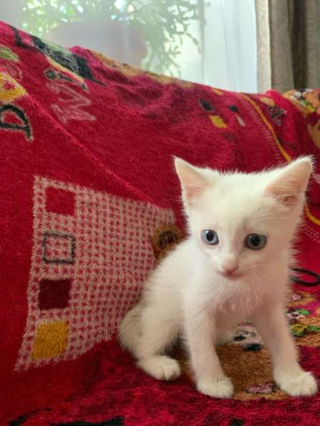 Отдаю котят в добрые руки