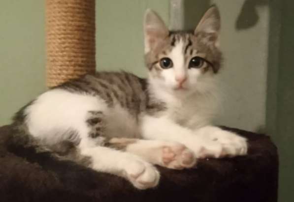 Котенок в добрые руки. Лео, добрейшая душа