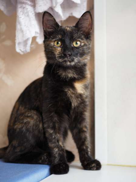 Трехцветный котёнок Пеппи в добрые руки в Москве фото 8