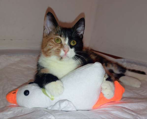 Трехцветный котенок Умка в добрые руки в Москве фото 8