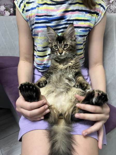 Мейн-кун полидакт девочка в Новосибирске