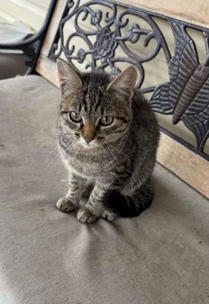 Молодая кошечка Тринити ищет дом в Москве фото 6