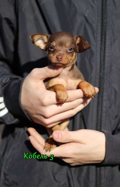 Щенки Русского той -терьера в Новосибирске фото 26