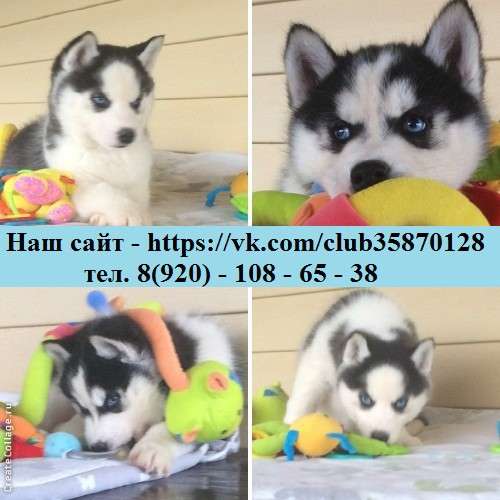 Черно-белые голубоглазые щеночки хаски