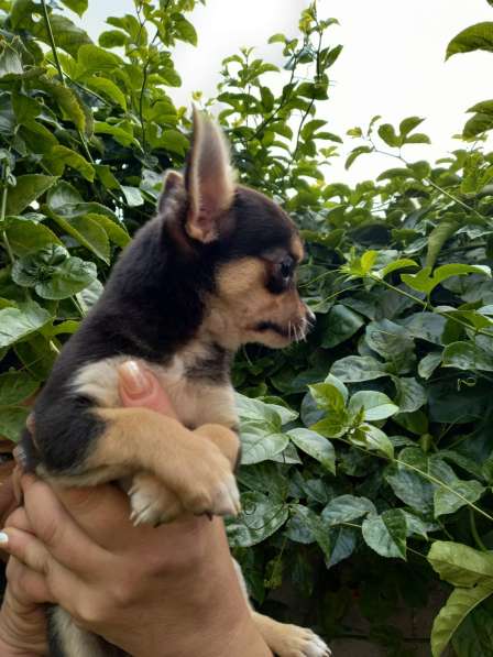 Продажа чихуахуа в фото 7