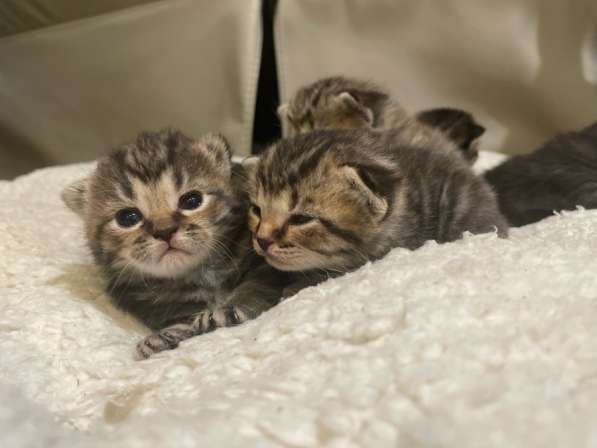 For sale kittens: half scottish fold, born in May 2023 в Москве фото 3