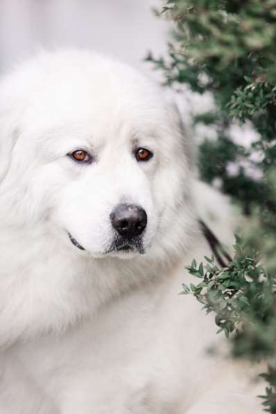 Щенки Мареммо-Абруцкая Овчарка в Краснодаре фото 10