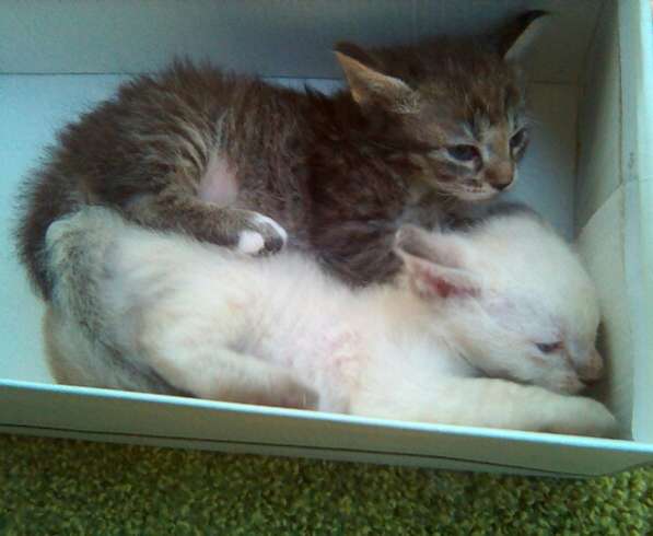 Элитный кудрявый котенок Герман-Рекс мальчик в Санкт-Петербурге фото 40